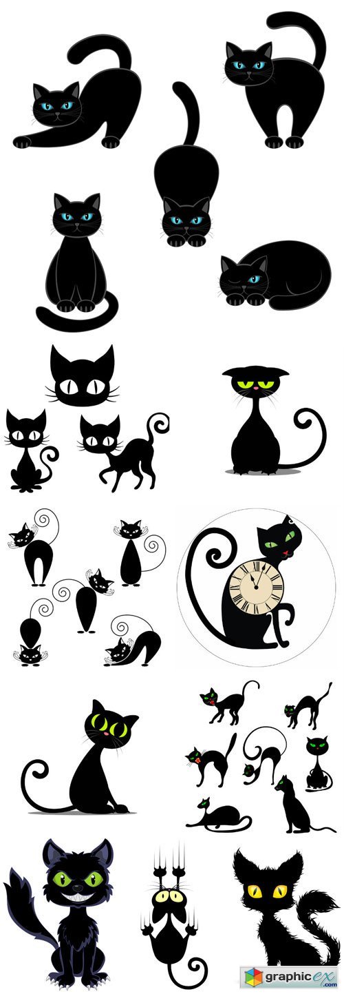 Black cat in different poses