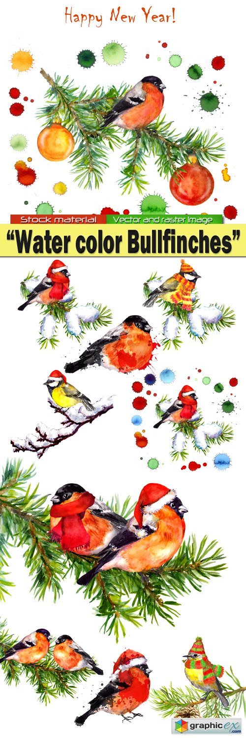 Water color Bullfinches