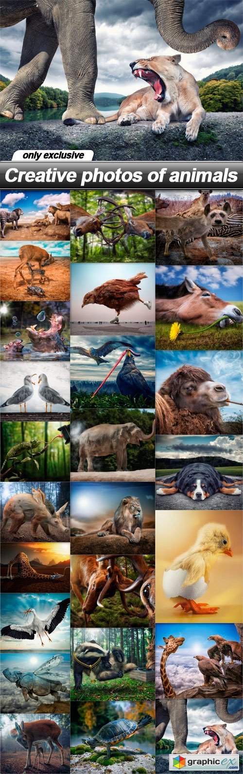 Creative photos of animals - 25 UHQ JPEG