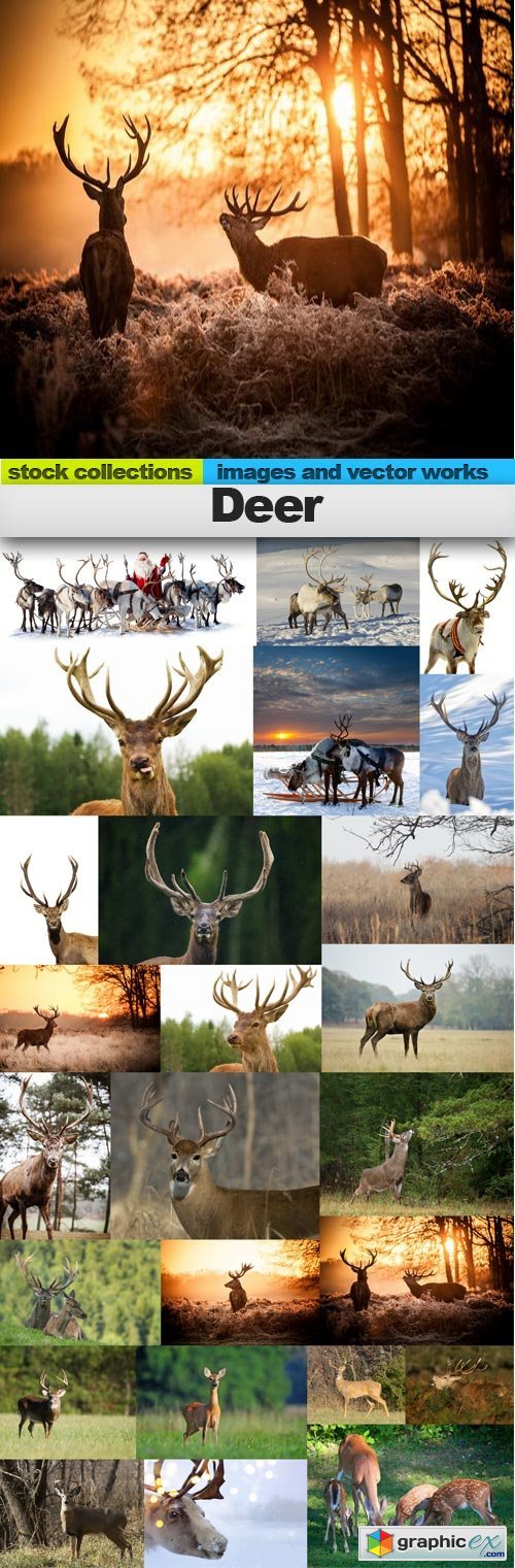 Deer, 25 x UHQ JPEG