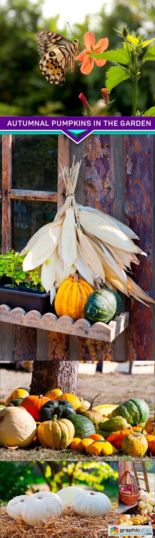 Autumnal pumpkins in the garden 6x JPEG