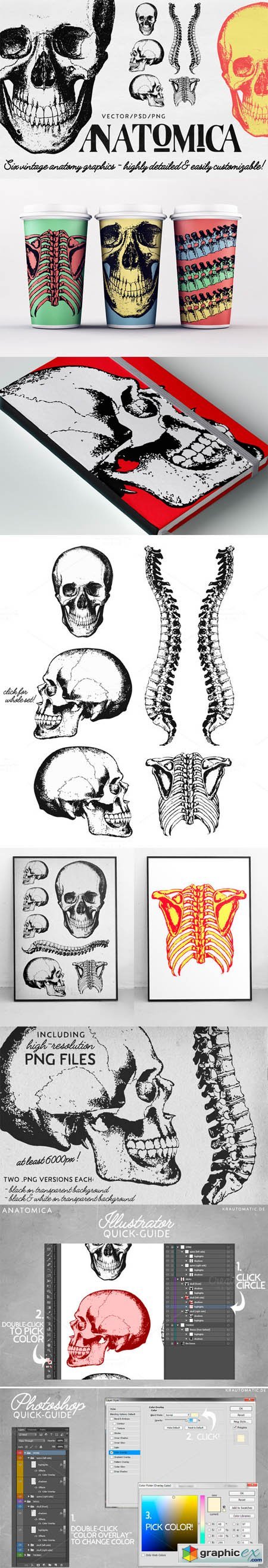ANATOMICA - vector/psd graphics pack