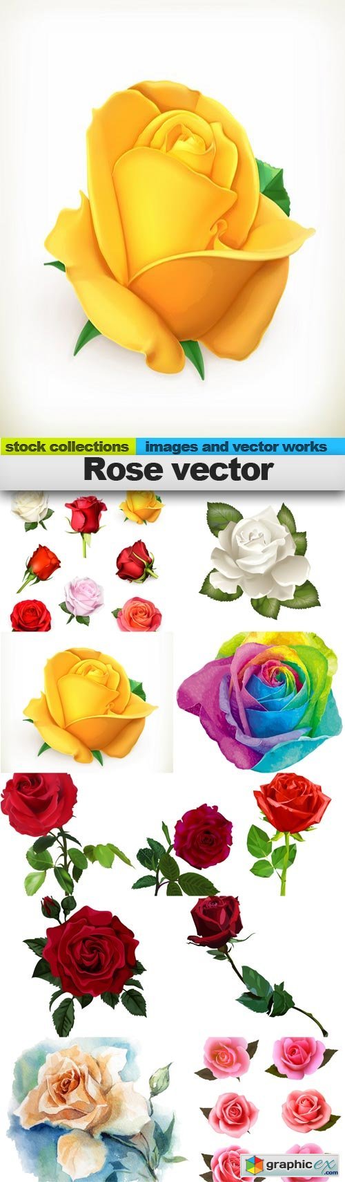 Rose vector,  10 x EPS