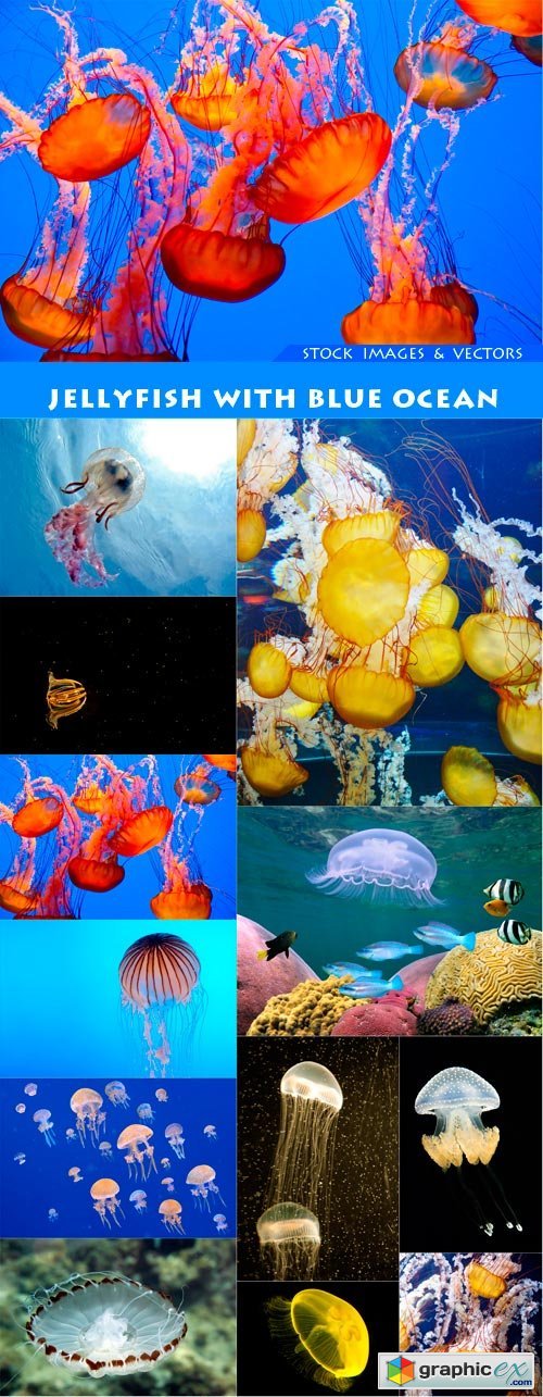Jellyfish with blue ocean 12X JPEG