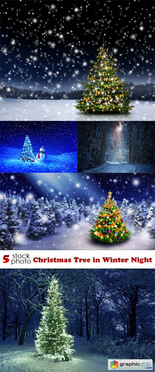 Photos - Christmas Tree in Winter Night