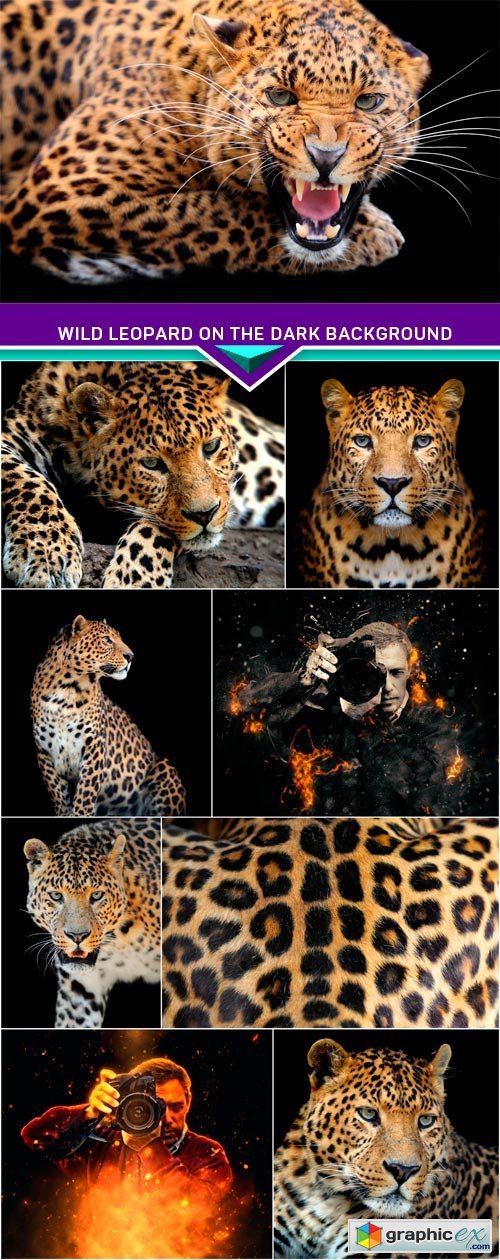 Wild leopard on the dark background 9x JPEG