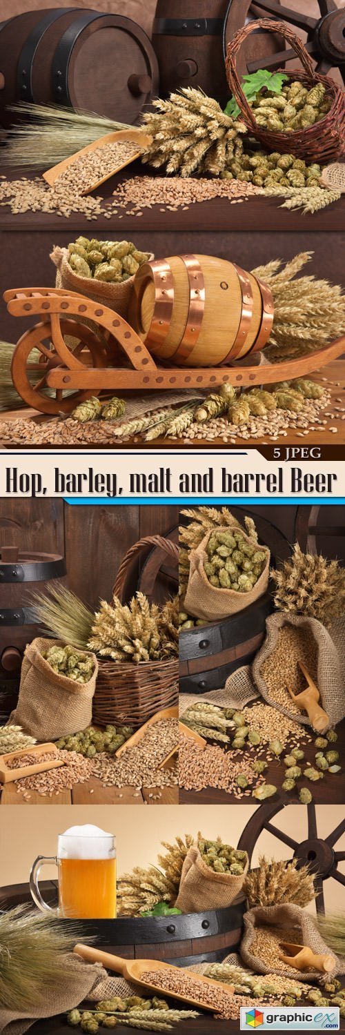 Hop, barley, malt and barrel Beer