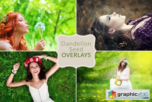 Dandelion Seed Overlays
