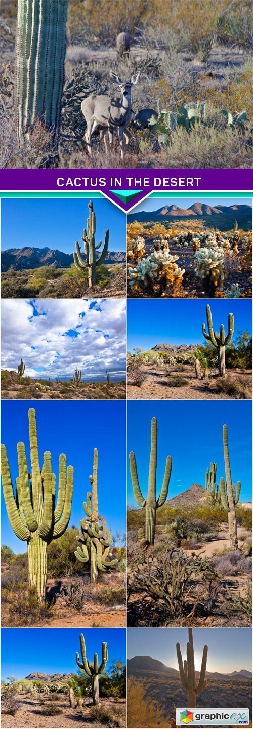 Cactus in the desert 8x JPEG