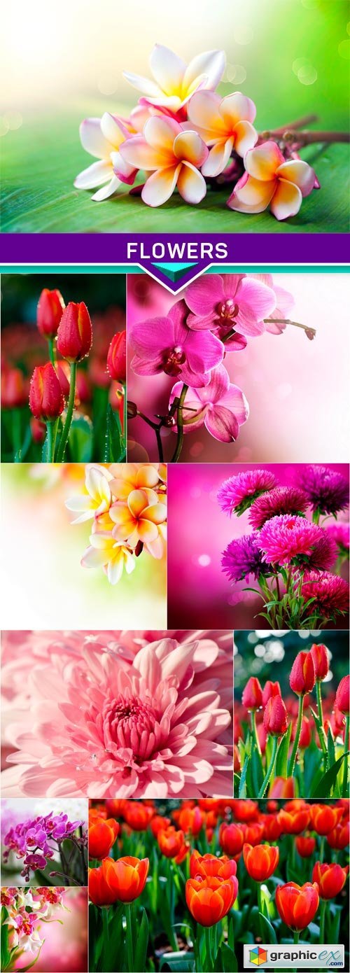 Spa Flowers 11x JPEG