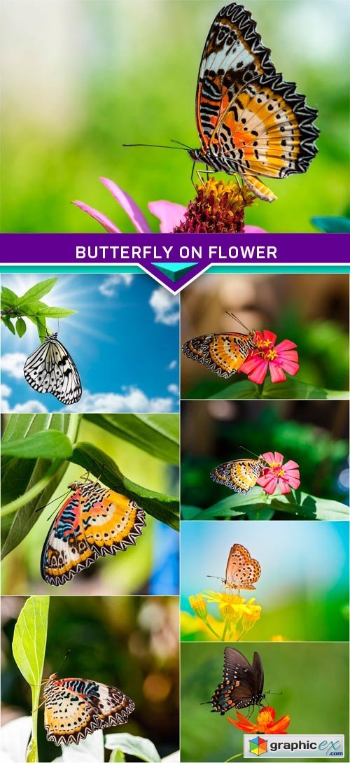 Butterfly on flower 8x JPEG