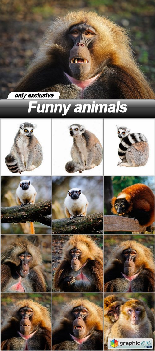 Funny animals - 12 UHQ JPEG