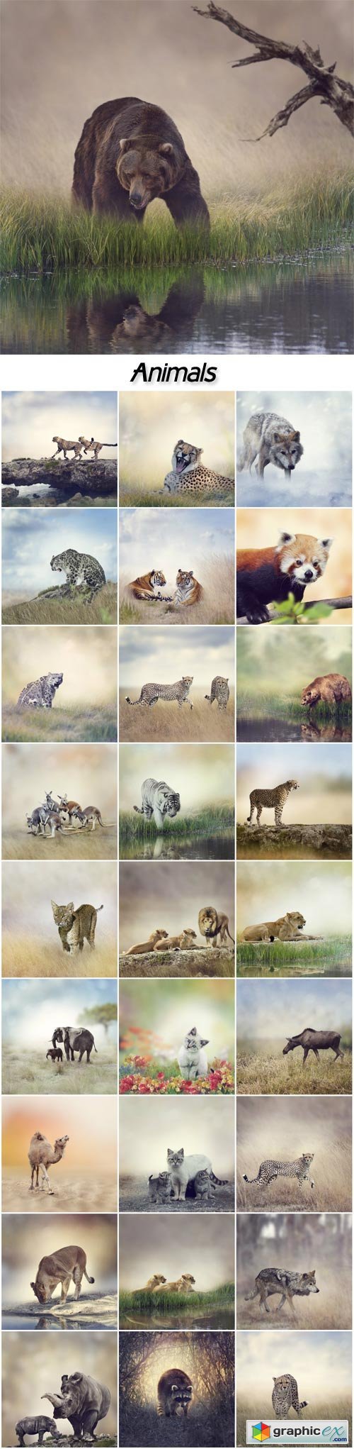  Animals, leopard, wolf, bear, elephant, camel, rhinoceros