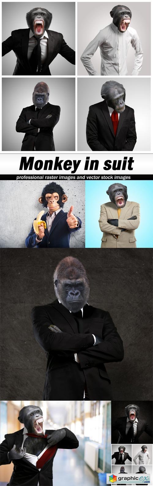  Monkey in suit