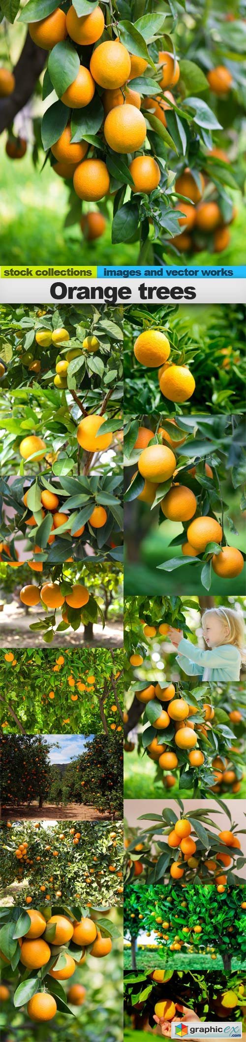 Orange trees, 15 x UHQ JPEG