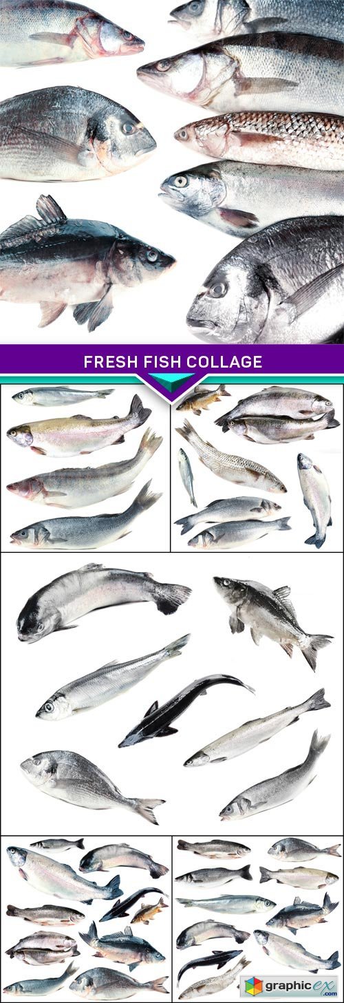 Fresh fish collage 6x JPEG