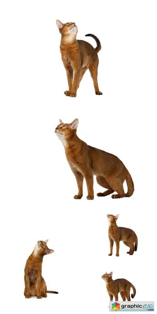 Funny Abyssinian Cat Isolated