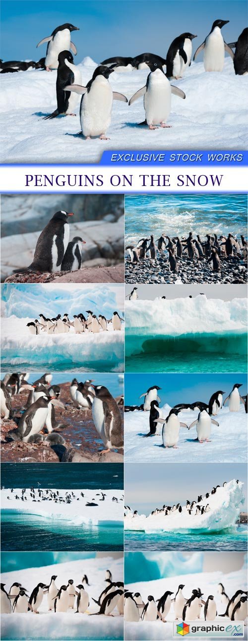 Penguins on the snow 10X JPEG