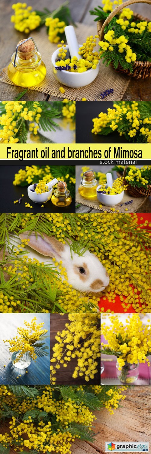 Fragrant oil and branches of Mimosa