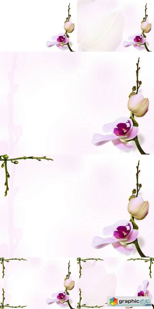 Orchid Background on Stem Backdrop
