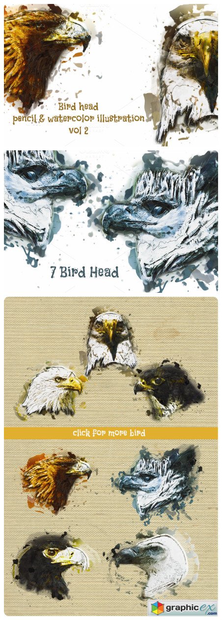 Bird Head Pencil & Watercolor vol 2