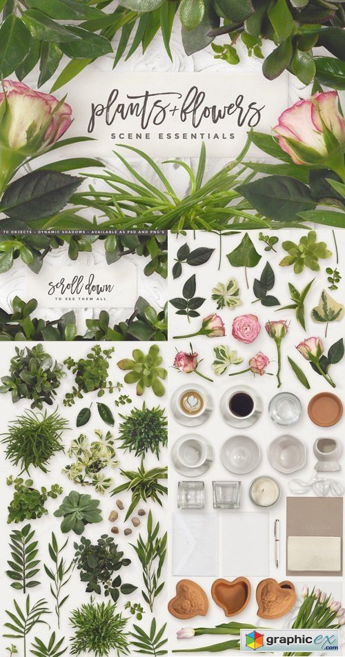 Essential Plants & Flowers!