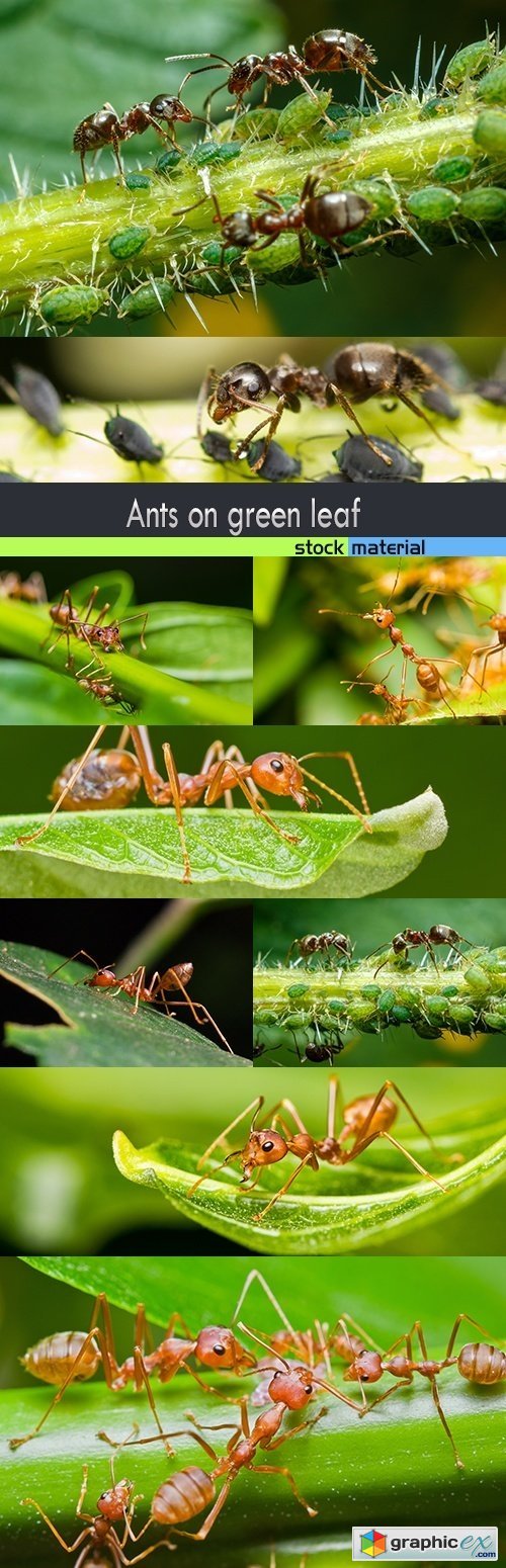 Ants on green leaf