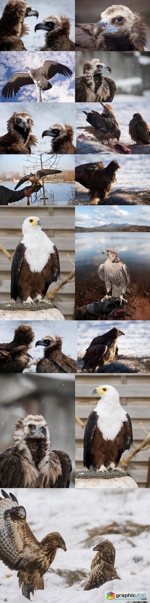 Cinereous Vulture - European Black Vulture