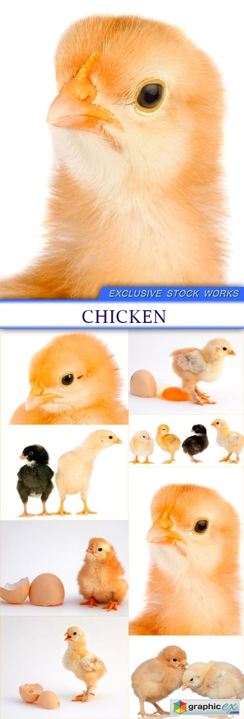 Chicken 8X JPEG