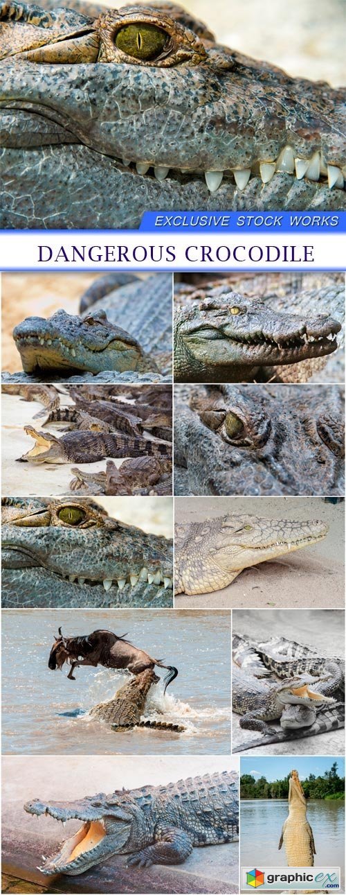 Dangerous crocodile 10x EPS