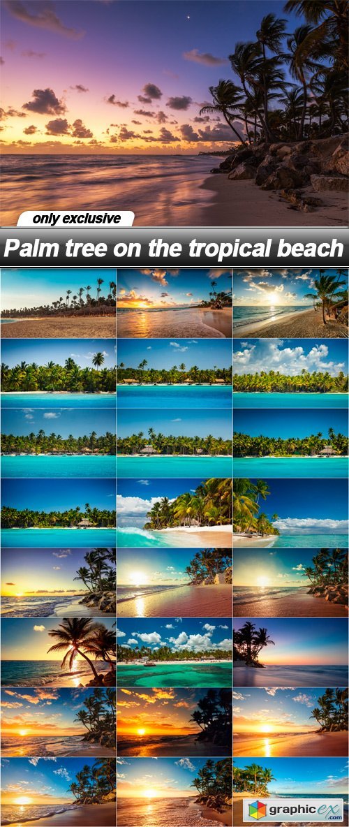 Palm tree on the tropical beach - 25 UHQ JPEG