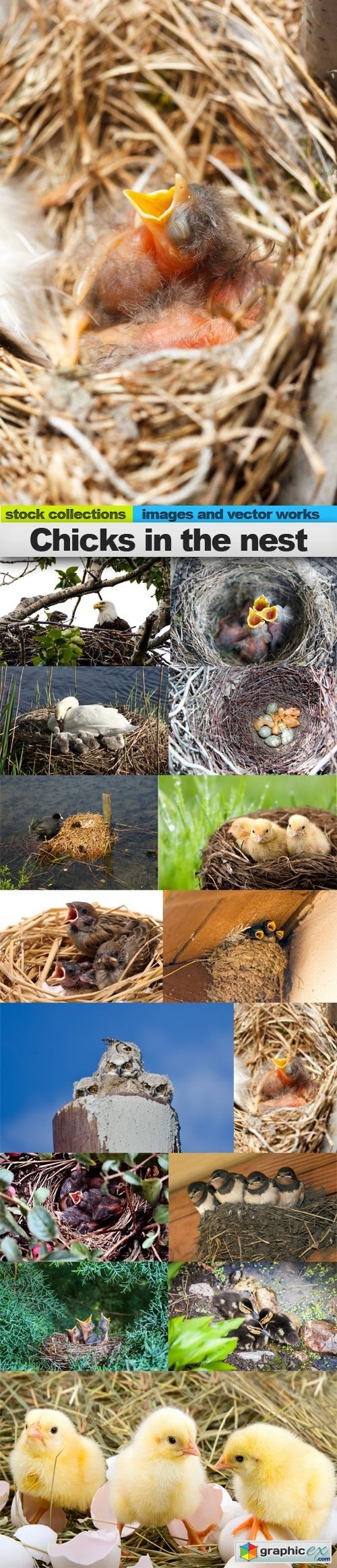 Chicks in the nest, 15 x UHQ JPEG