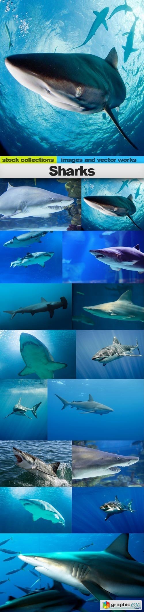Sharks, 15 x UHQ JPEG