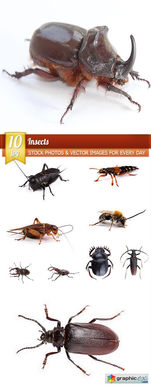 Insects, 10 x UHQ JPEG