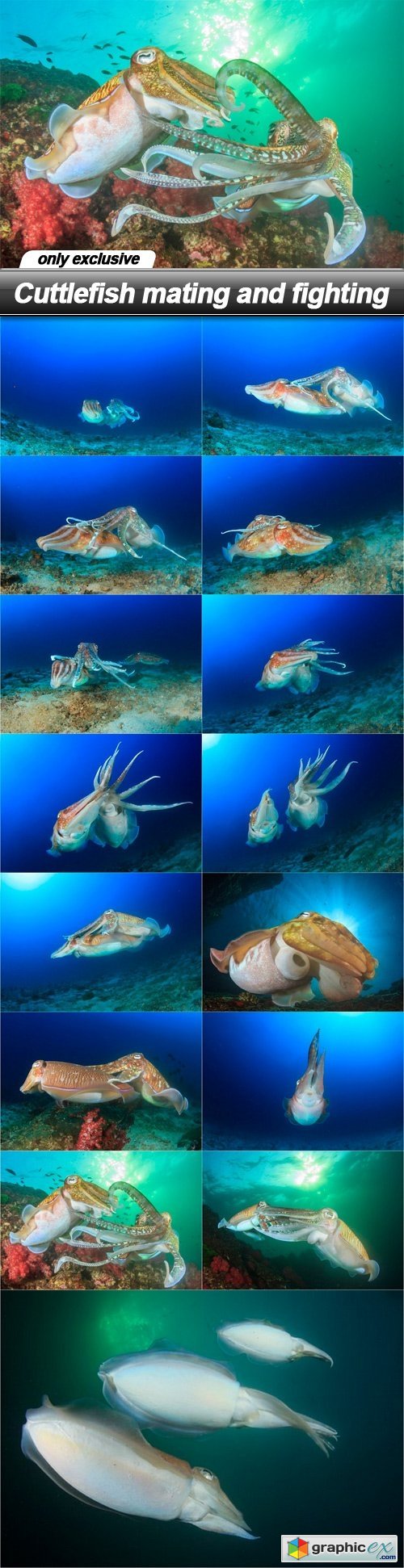 Cuttlefish mating and fighting - 15 UHQ JPEG