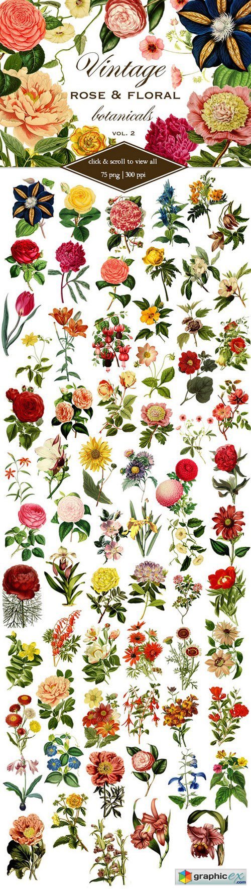 Vintage Rose & Floral Botanicals 2