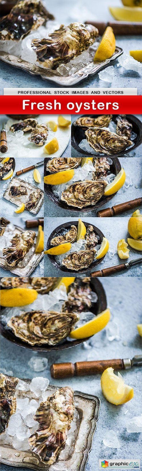 Fresh oysters - 8 UHQ JPEG