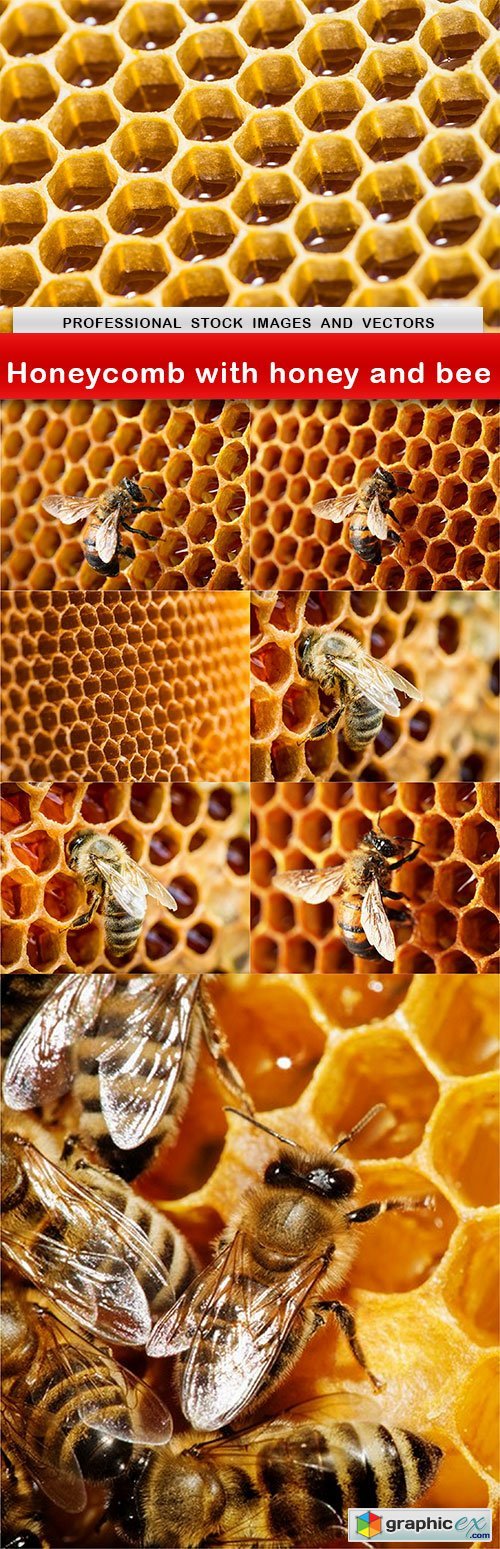Honeycomb with honey and bee - 8 UHQ JPEG