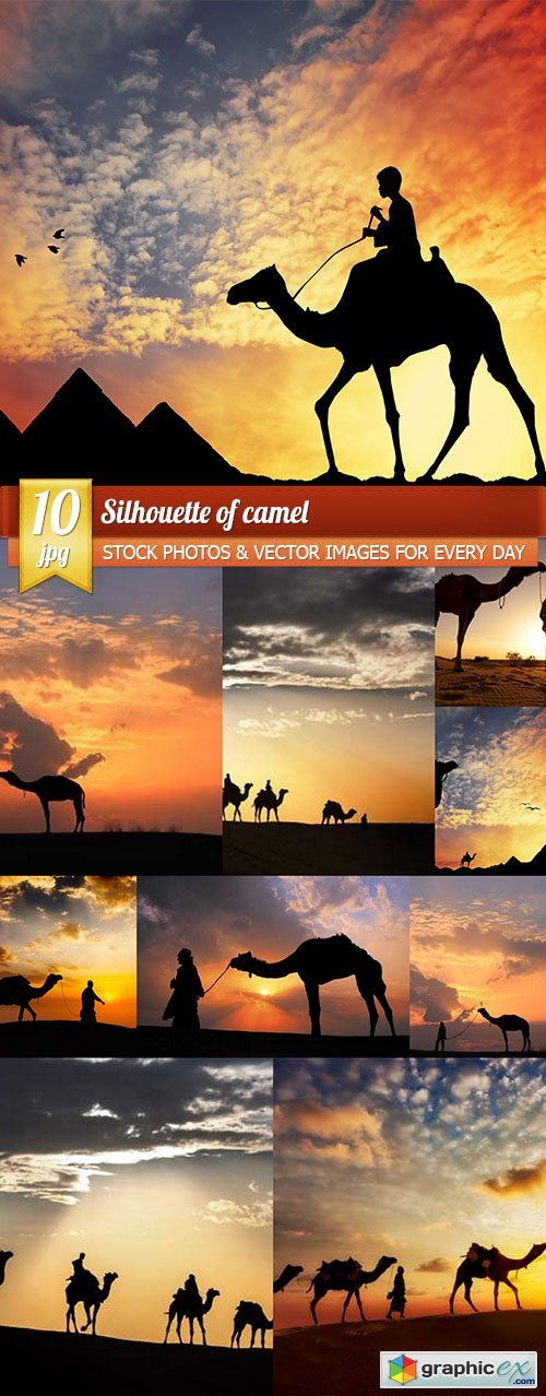 Silhouette of camel, 10 x UHQ JPEG