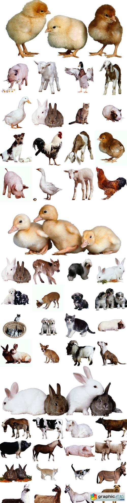 Pets and poultry raster graphics