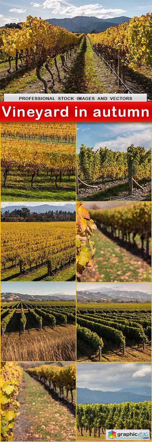 Vineyard in autumn - 9 UHQ JPEG