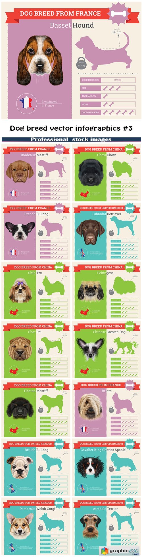 Dog breed vector infographics #3