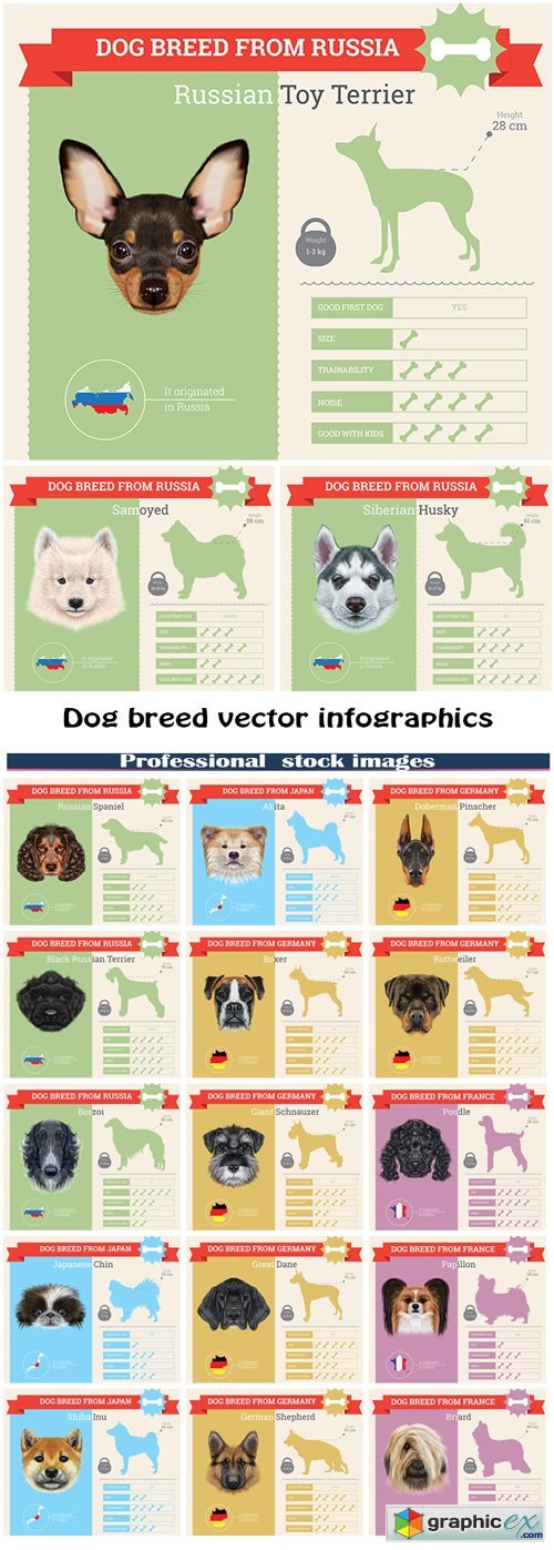 Dog breed vector infographics