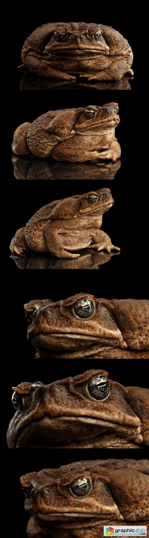 Closeup Cane Toad - Bufo marinus