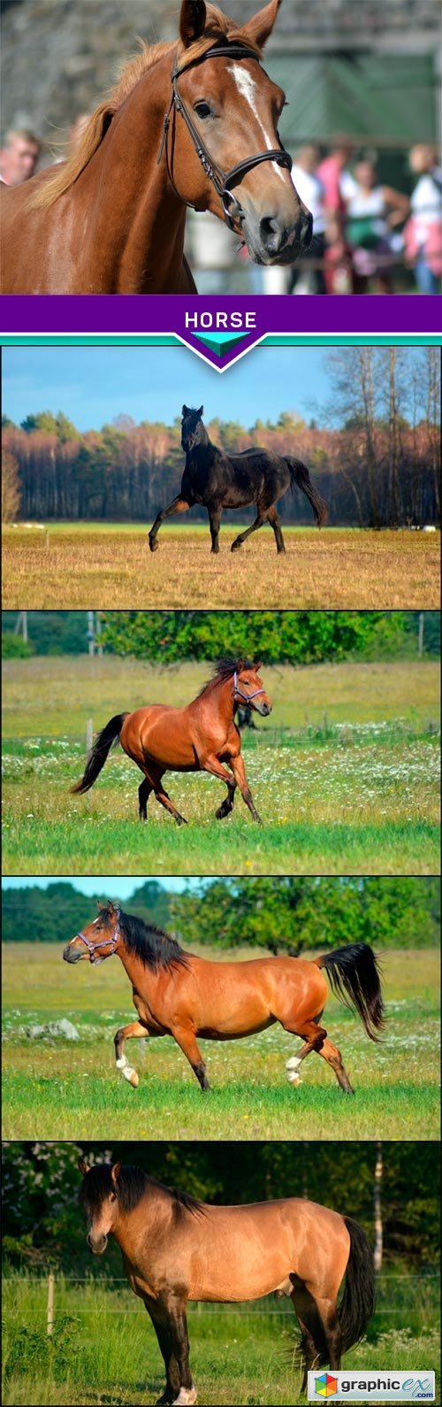 Horse 5x JPEG
