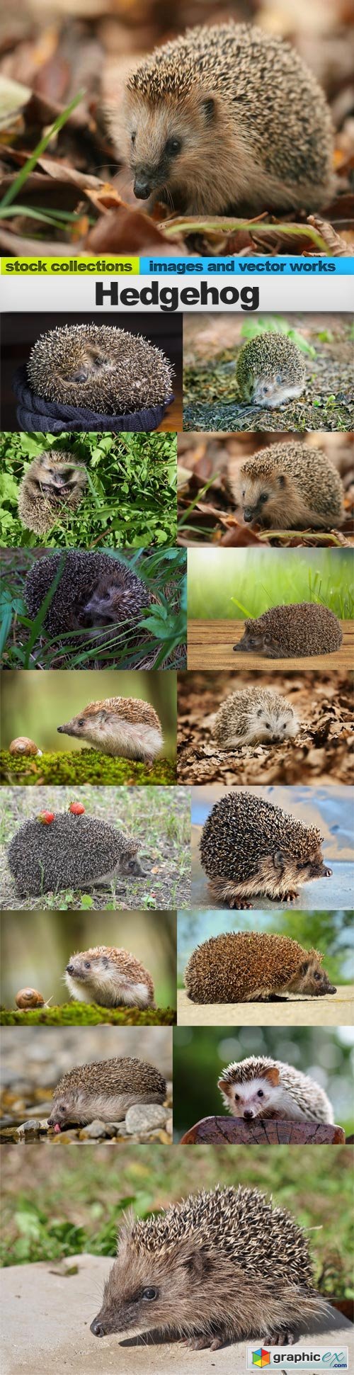 Hedgehog, 15 x UHQ JPEG
