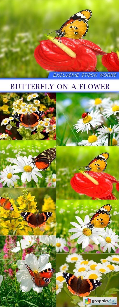 Butterfly on a flower 8X JPEG