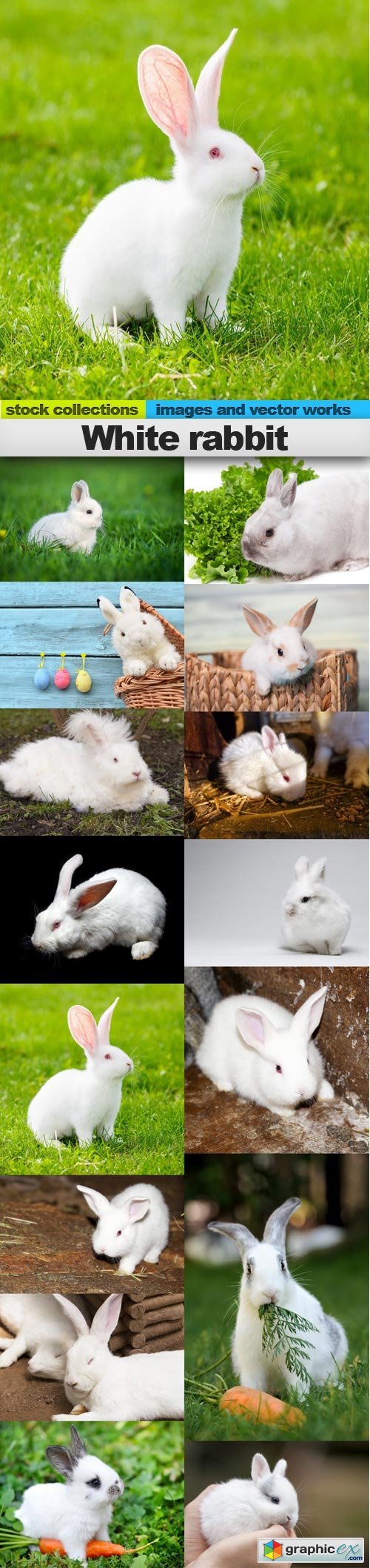 White rabbit, 15 x UHQ JPEG