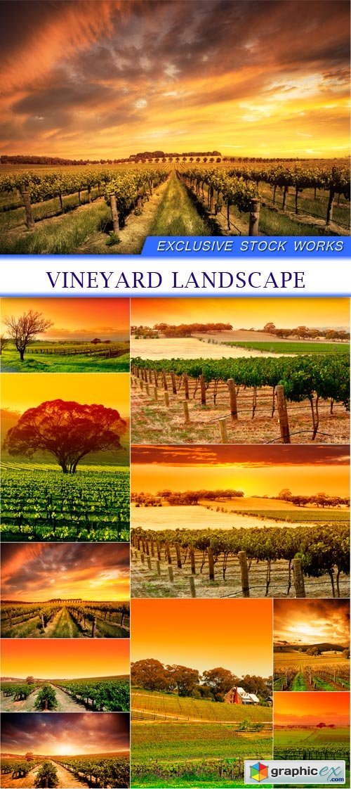 vineyard landscape 10X JPEG