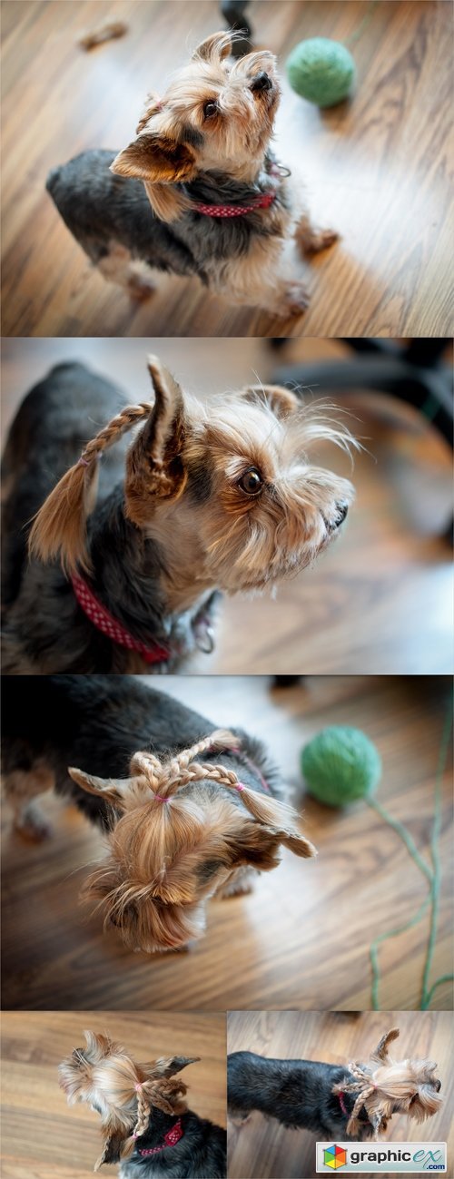 Yorkshire terrier with hair combed in braid